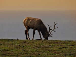 Превью обои лось, рога, животное, поле, дикая природа