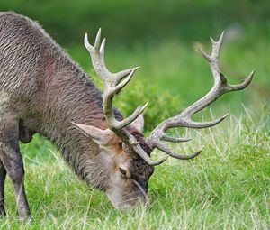 Превью обои лось, животное, рога, дикая природа