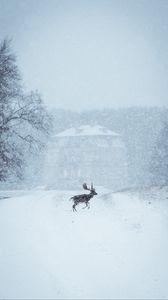 Превью обои лось, животное, снег, зима