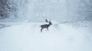 Превью обои лось, животное, снег, зима