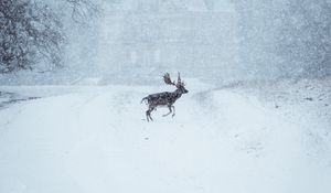 Превью обои лось, животное, снег, зима