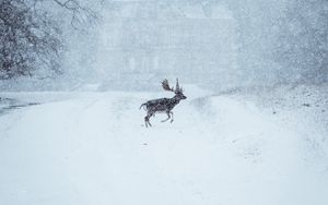Превью обои лось, животное, снег, зима