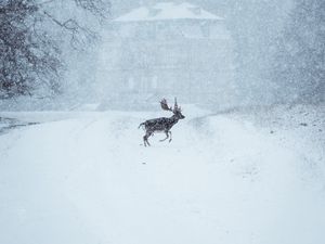 Превью обои лось, животное, снег, зима