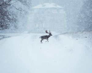 Превью обои лось, животное, снег, зима