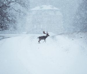 Превью обои лось, животное, снег, зима