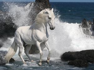 Превью обои лошадь, брызги, камни, море