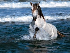 Превью обои лошадь, брызги, море, окрас