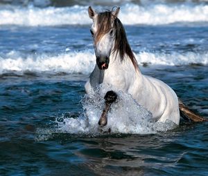 Превью обои лошадь, брызги, море, окрас