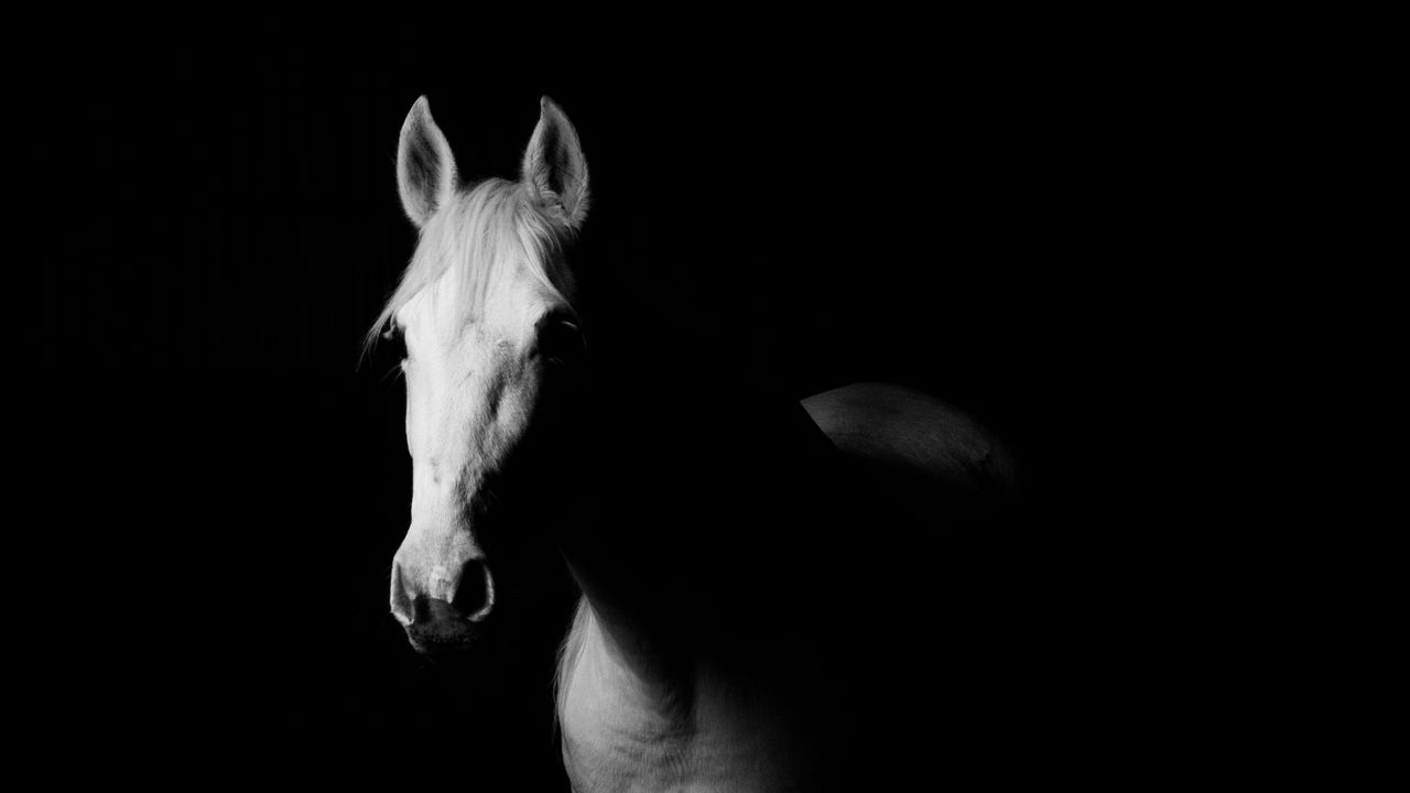 Обои лошадь, чб, темный, минимализм