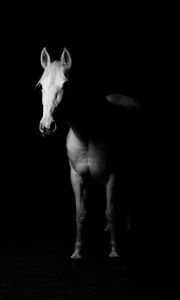 Превью обои лошадь, чб, темный, минимализм