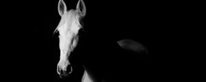 Превью обои лошадь, чб, темный, минимализм