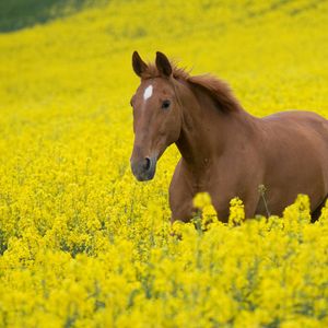 Превью обои лошадь, цветы, поле, прогулка, природа, пейзаж
