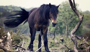 Превью обои лошадь, деревья, хвост, ветер