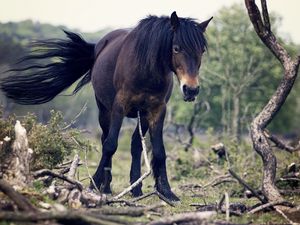 Превью обои лошадь, деревья, хвост, ветер