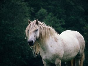 Превью обои лошадь, деревья, животное, белый