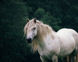 Превью обои лошадь, деревья, животное, белый