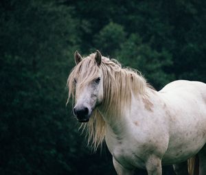 Превью обои лошадь, деревья, животное, белый