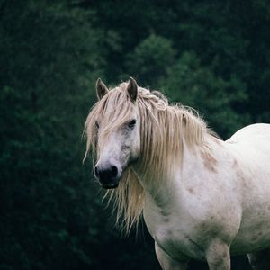 Превью обои лошадь, деревья, животное, белый