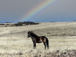 Превью обои лошадь, детеныш, животное, поле, радуга