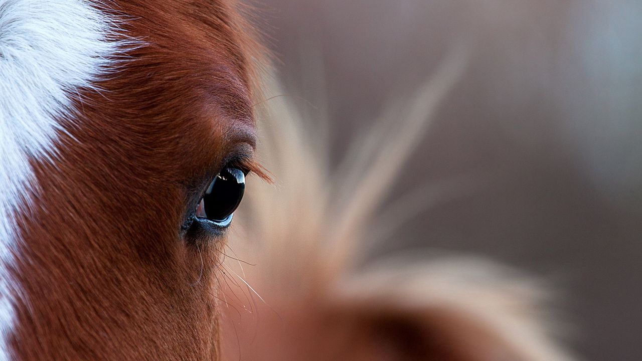 Обои лошадь, глаз, светлый
