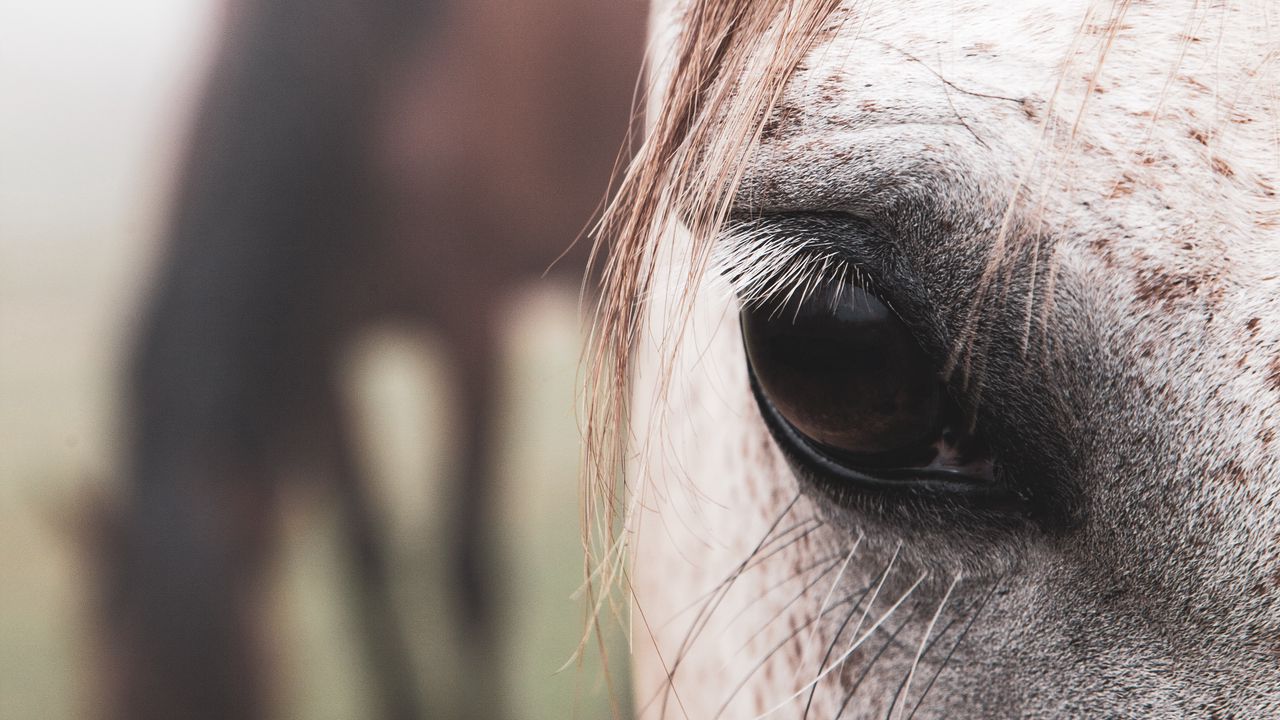 Обои лошадь, глаз, волосы