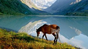 Превью обои лошадь, горы, озеро, трава, прогулка