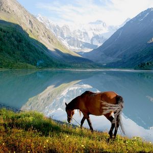 Превью обои лошадь, горы, озеро, трава, прогулка