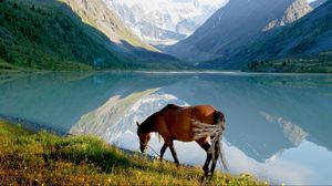 Превью обои лошадь, горы, трава, прогулка, вид, озеро