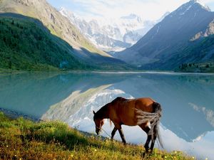 Превью обои лошадь, горы, трава, прогулка, вид, озеро