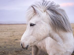 Превью обои лошадь, грива, морда