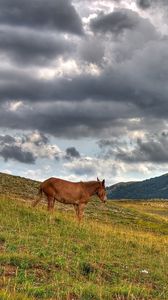 Превью обои лошадь, холмы, трава, облака