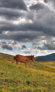 Превью обои лошадь, холмы, трава, облака