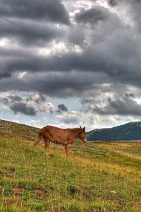 Превью обои лошадь, холмы, трава, облака