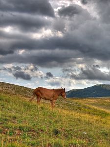 Превью обои лошадь, холмы, трава, облака