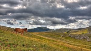 Превью обои лошадь, холмы, трава, облака