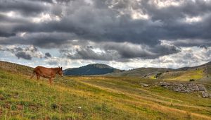 Превью обои лошадь, холмы, трава, облака