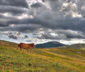 Превью обои лошадь, холмы, трава, облака