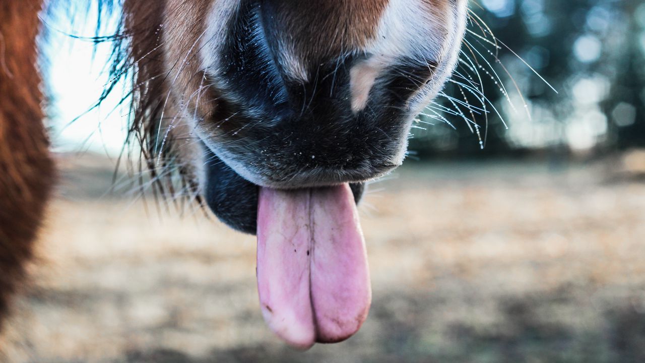Обои лошадь, язык, нос