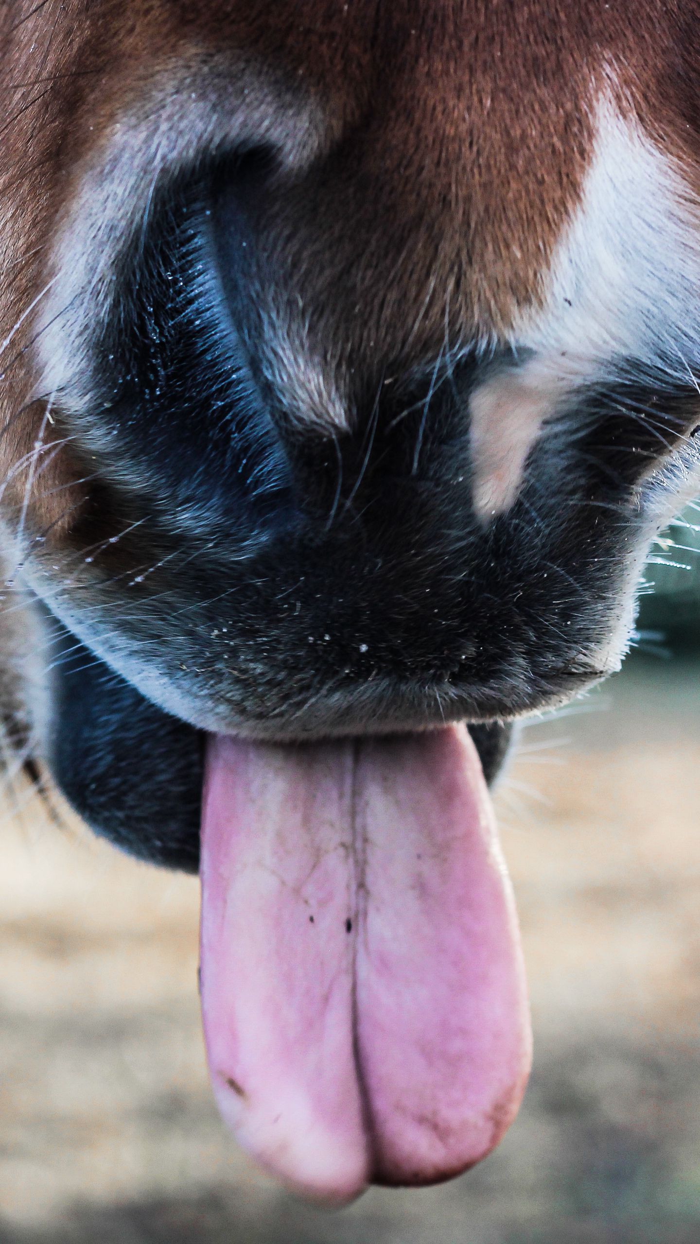 Лошадка язык. Язык лошади. Носы животных. Лошадь с высунутым языком. Собака с языком.