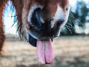 Превью обои лошадь, язык, нос