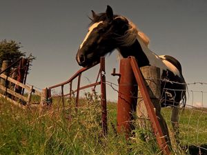 Превью обои лошадь, изгородь, трава, прогулка