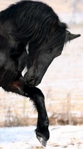 Превью обои лошадь, конь, черный, нога