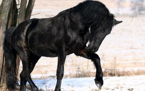 Превью обои лошадь, конь, черный, нога
