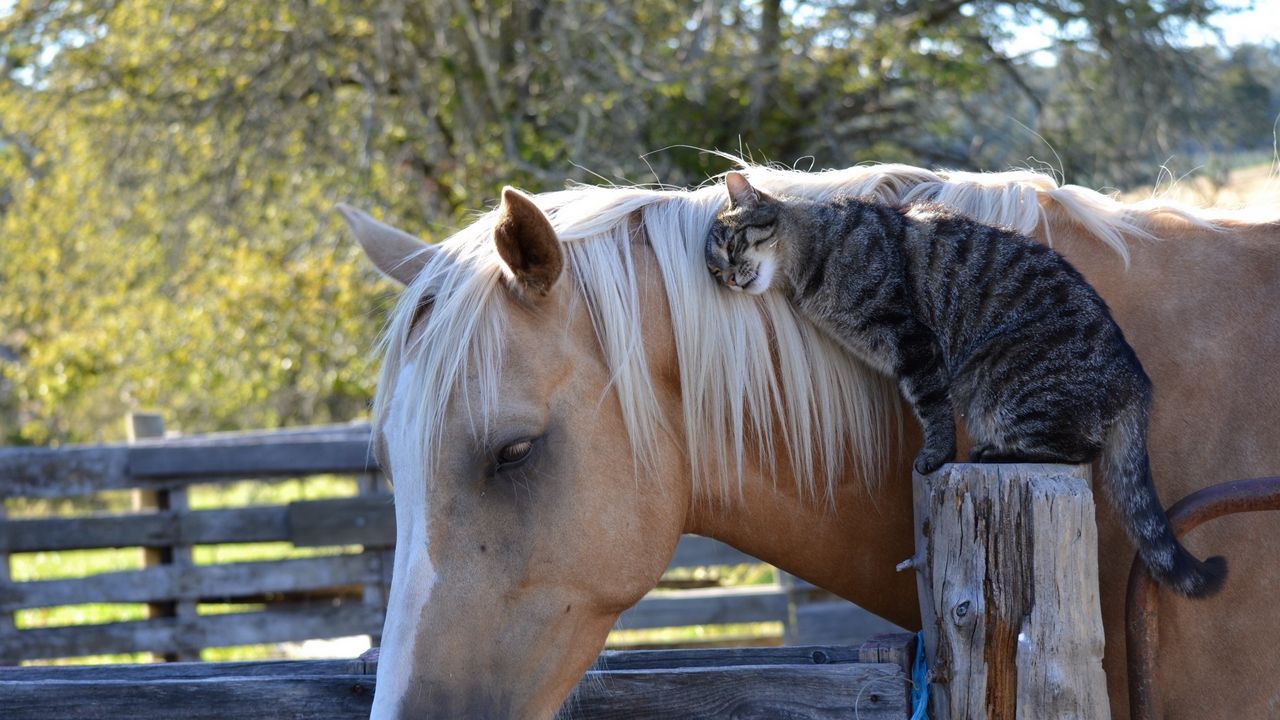Обои лошадь, конь, кот, кошка, дружба