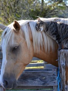 Превью обои лошадь, конь, кот, кошка, дружба