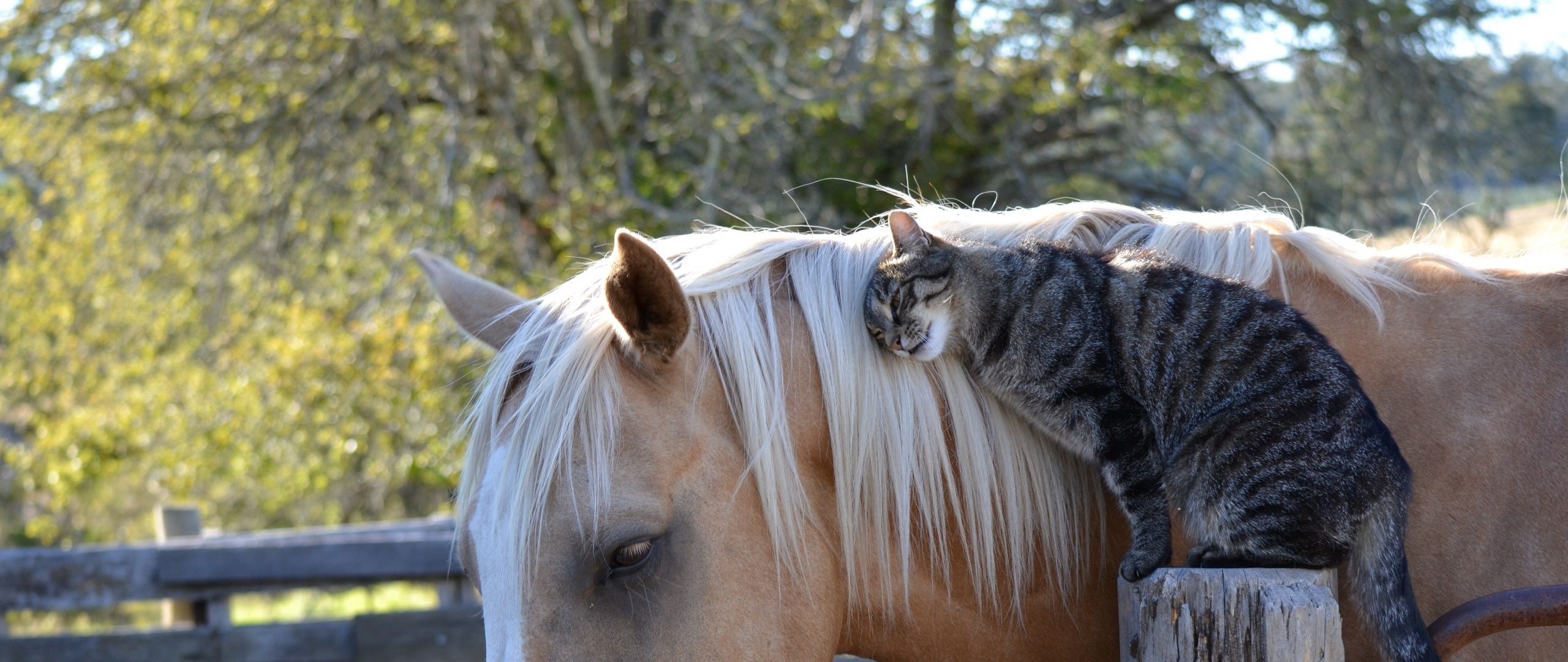 Кошка лошадка. Лошадь и кошка. Кот на лошади. Лошадка и кот. Кот скакун.