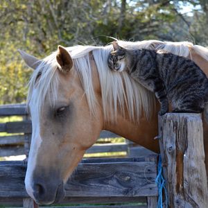 Превью обои лошадь, конь, кот, кошка, дружба