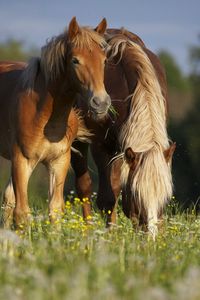 Превью обои лошадь, кони, жеребец, трава, еда, прогулка