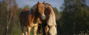 Превью обои лошадь, кони, жеребец, трава, еда, прогулка