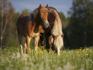 Превью обои лошадь, кони, жеребец, трава, еда, прогулка